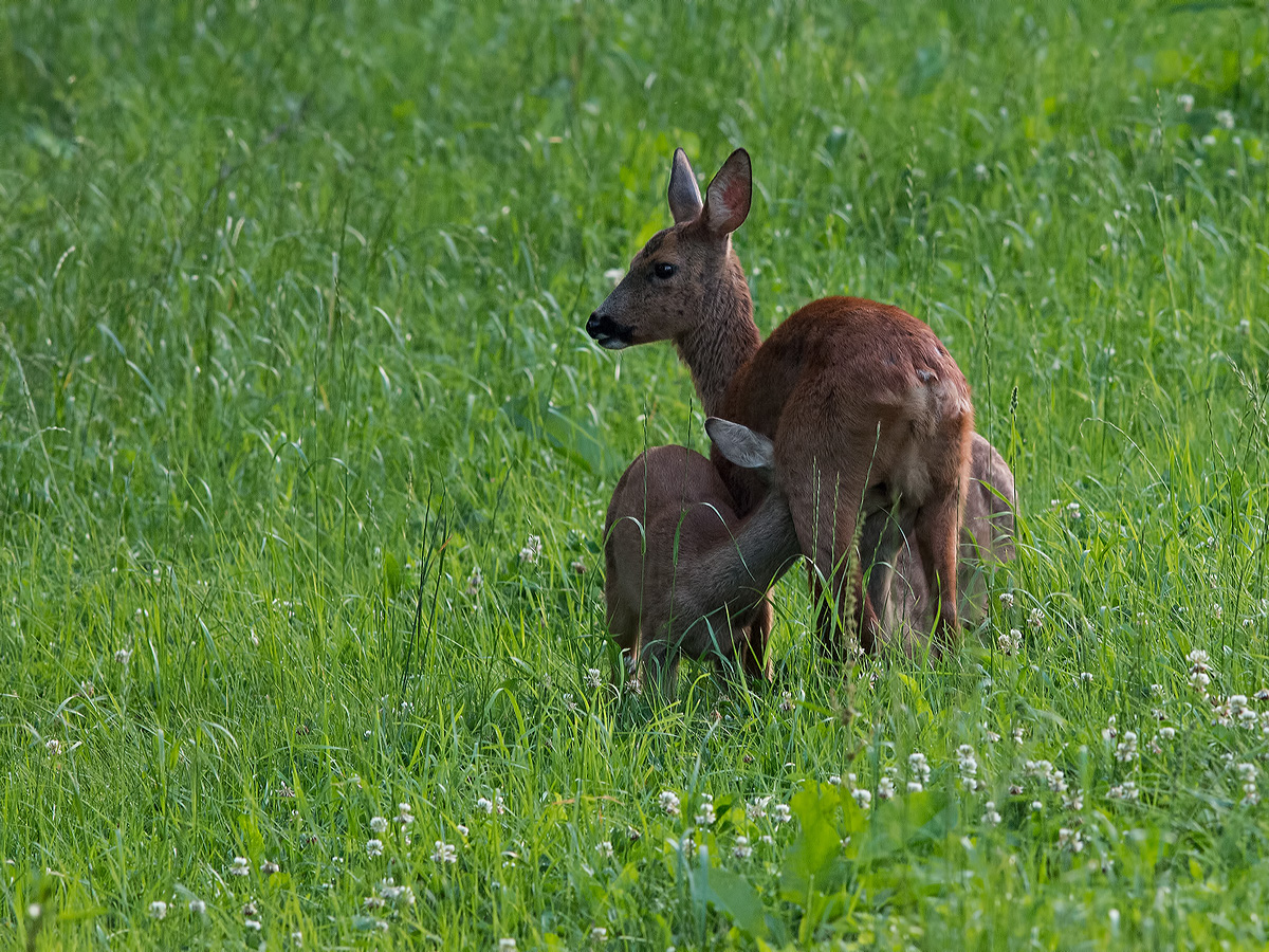 Milchbar oder eins rechts, eins links