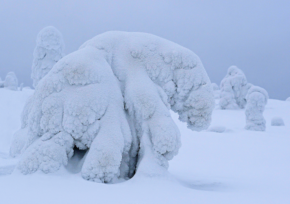 Eisbär