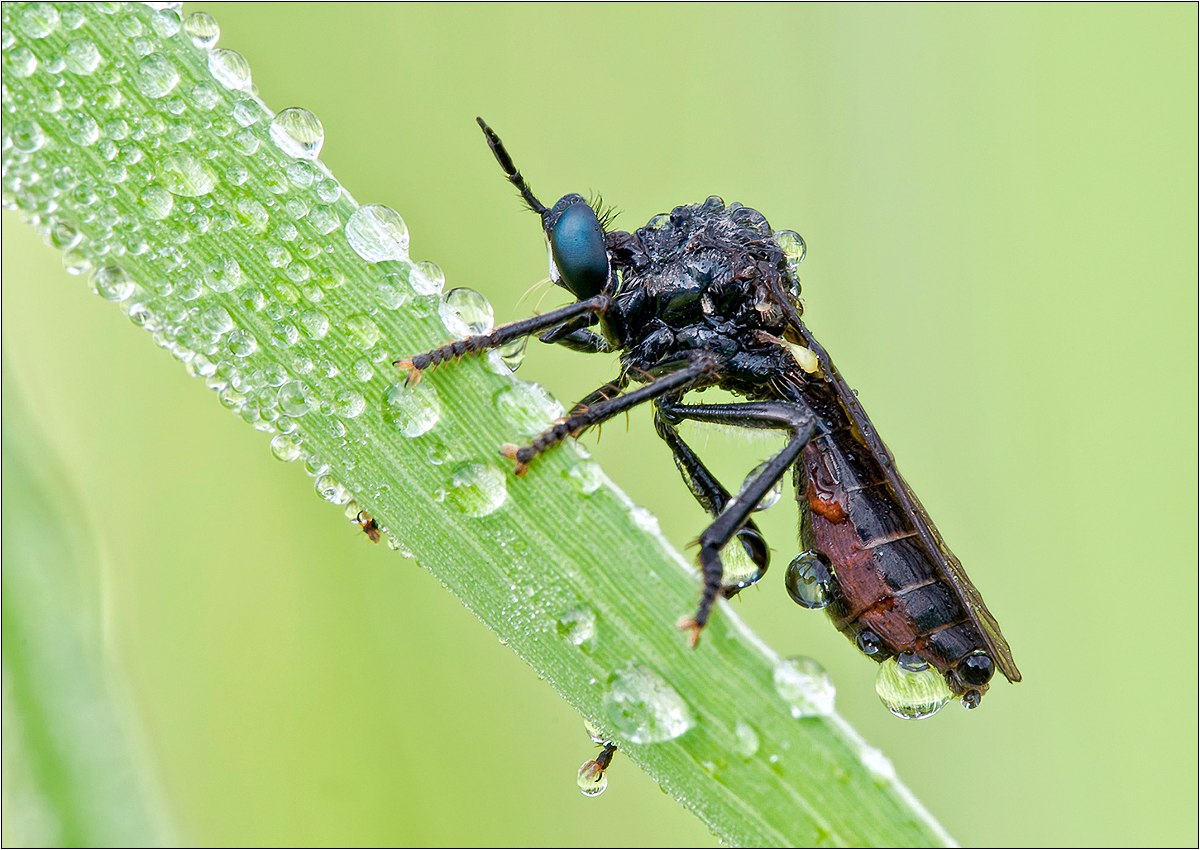 "Schwarze-Habichtsfliege"