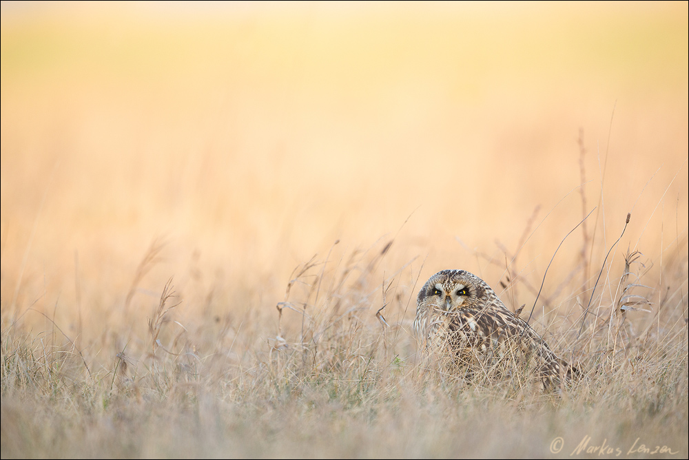Sumpfohreule in ihrem Habitat