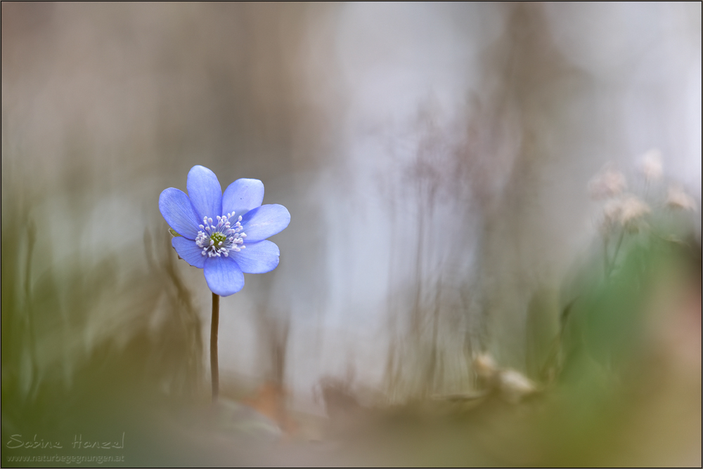 ~ hepatica ~