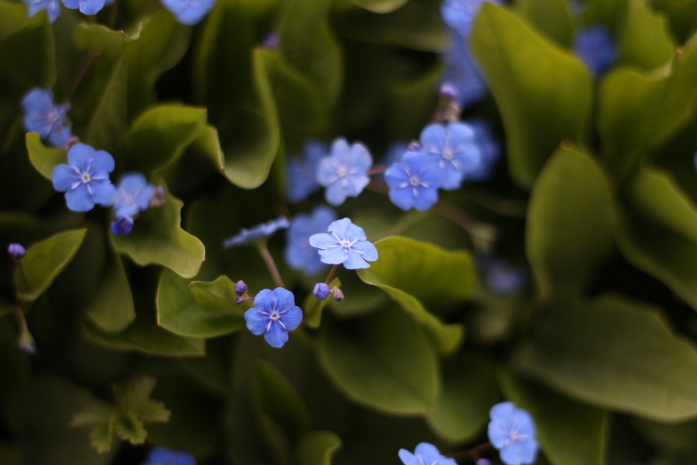 Frühling