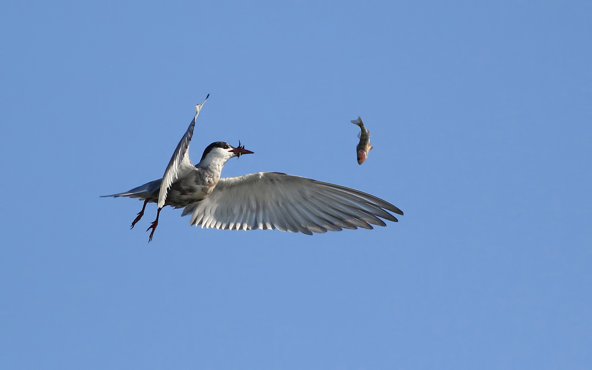 Fliegende Fische...