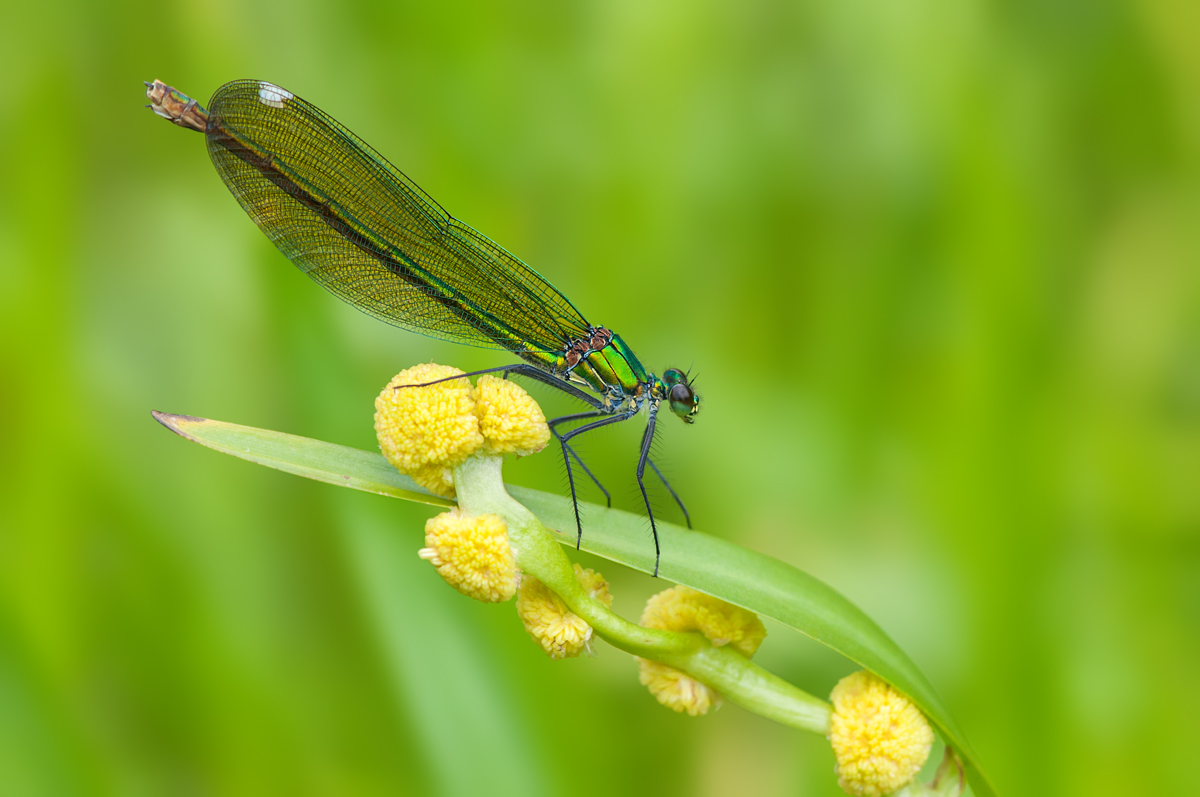 Banded demoiselle