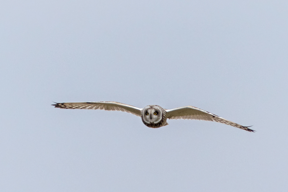 Sumpfohreule im Anflug.