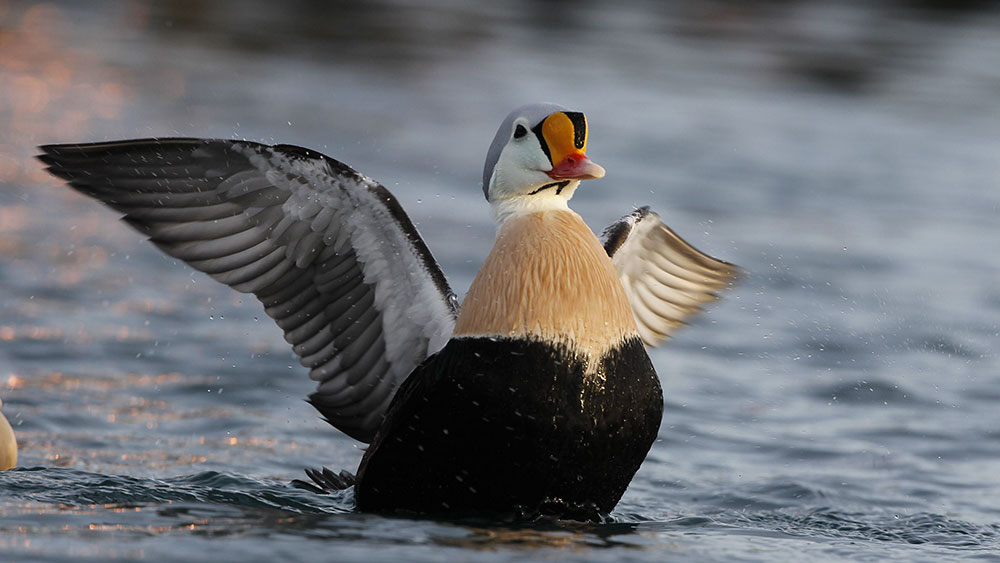 Prachteiderente - King Eider