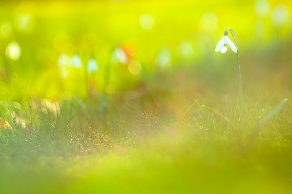 Small snowdrops