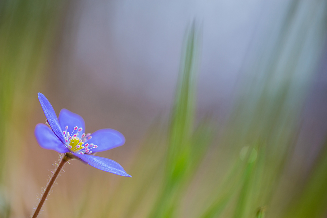 Leberblümchen