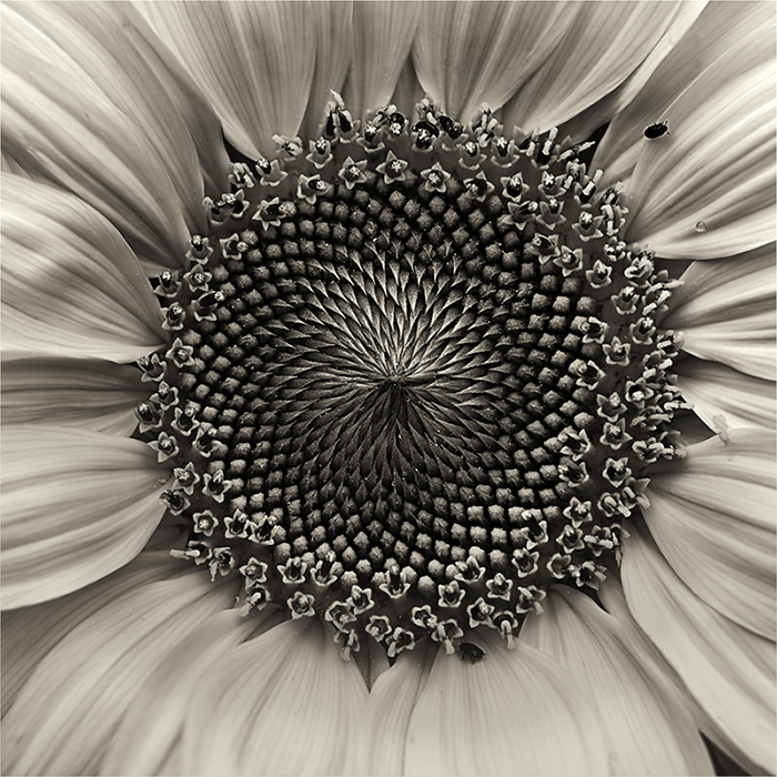 Portrait einer Sonnenblume