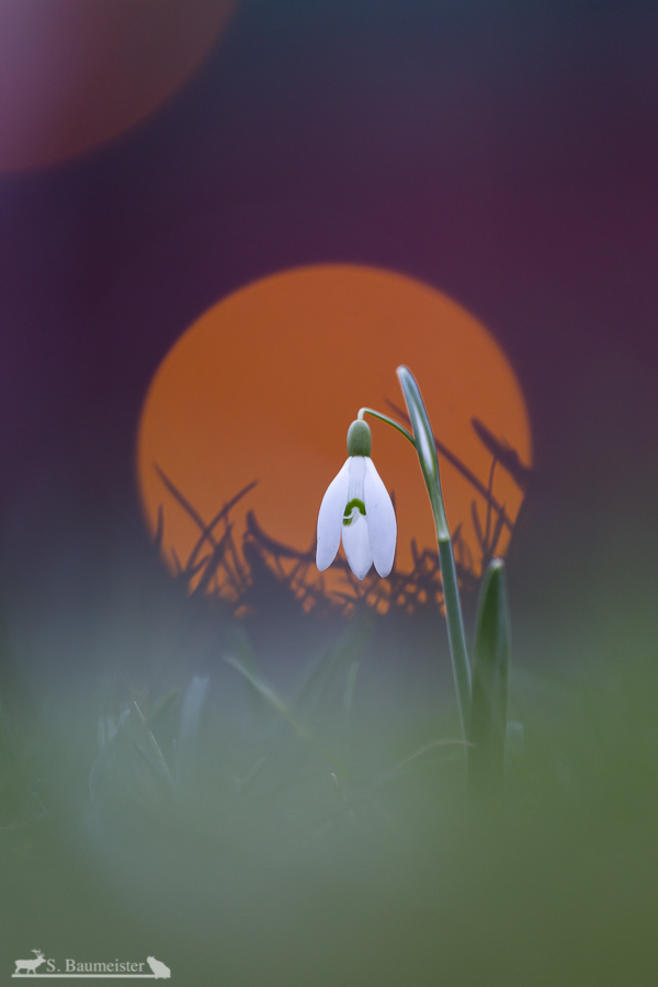 Willkommen, Frühling!