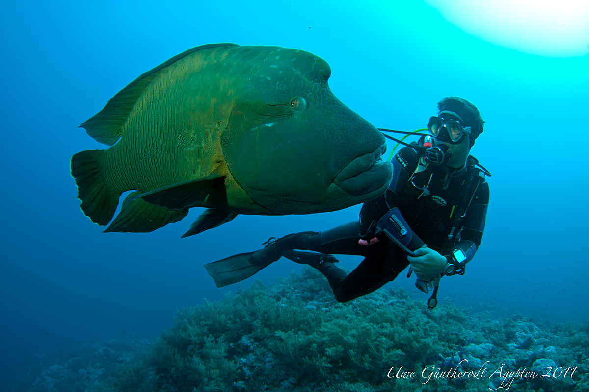 Ist mann wenn verliebt fische ein Fische mann