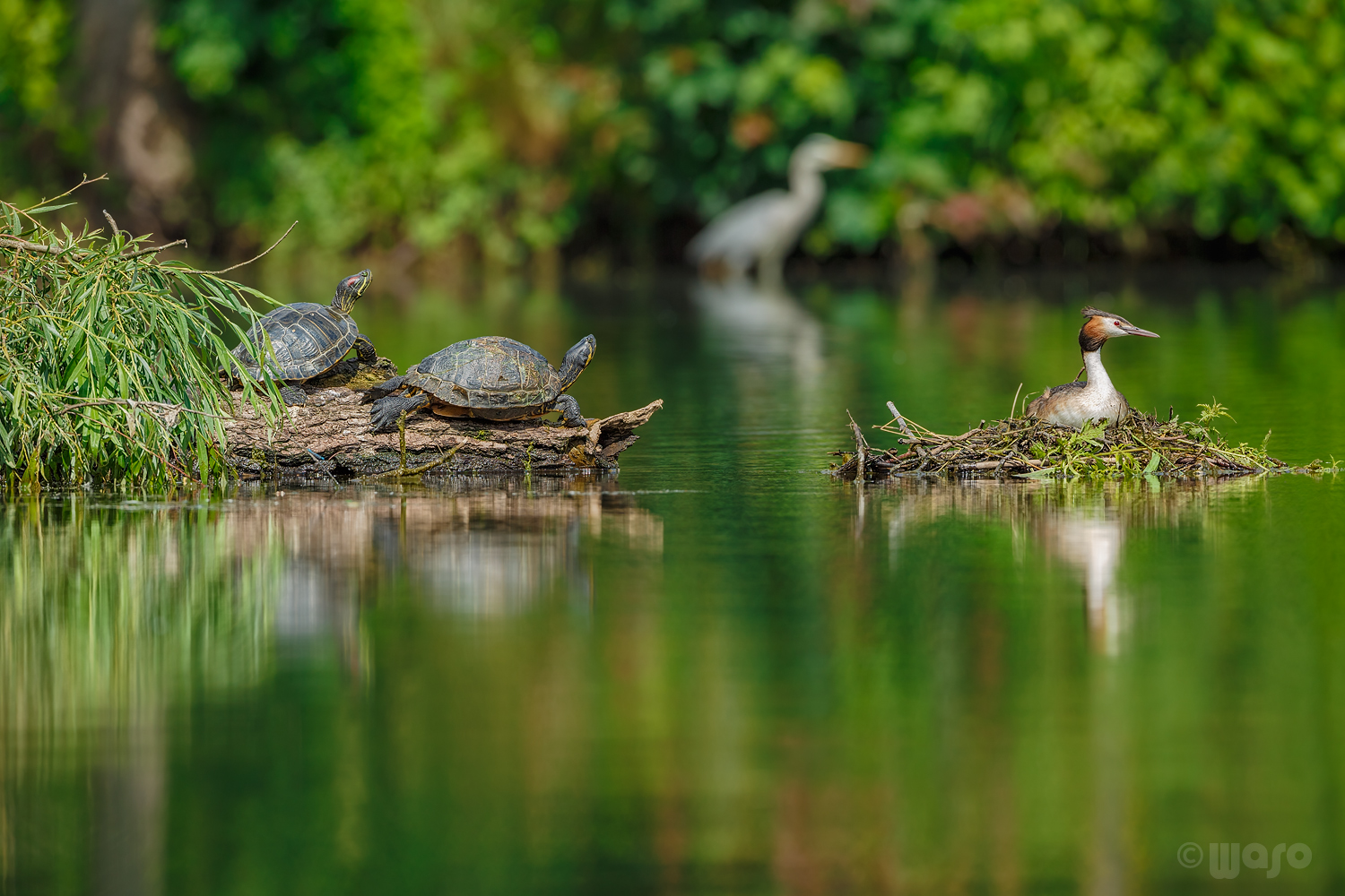 Biodiversität