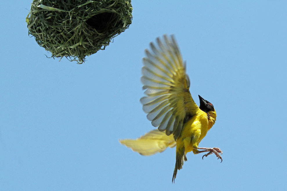 Maskenwebervogel