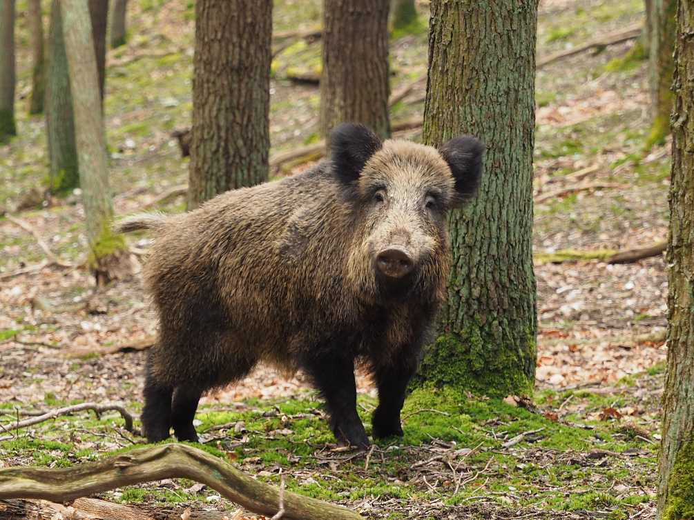 zur Mittagszeit im Eichenwald unterwegs