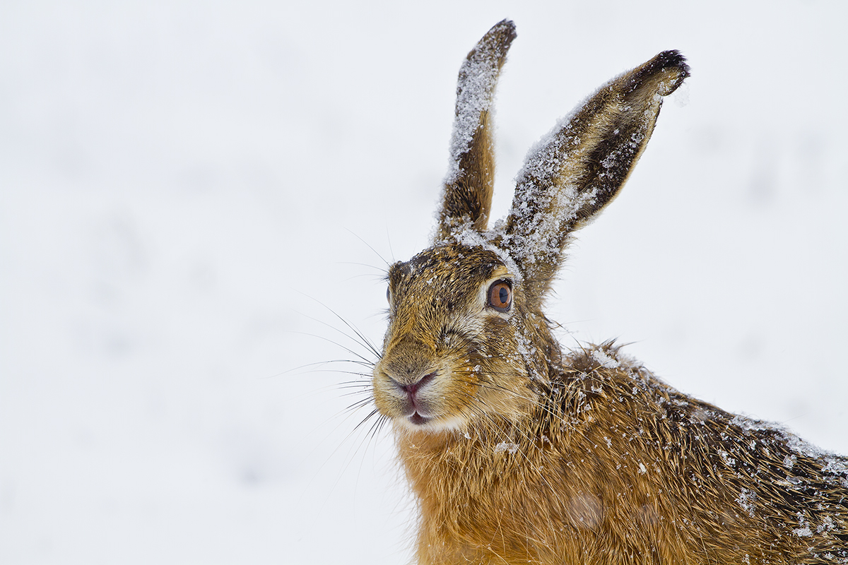 Schneehasenportrait