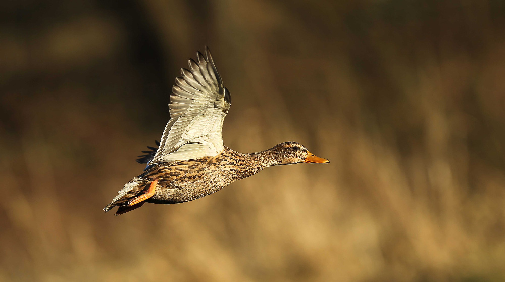 Vorbeiflug