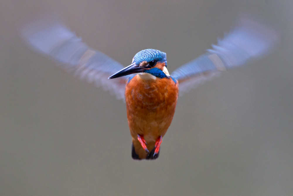 Wie ein Kolibri