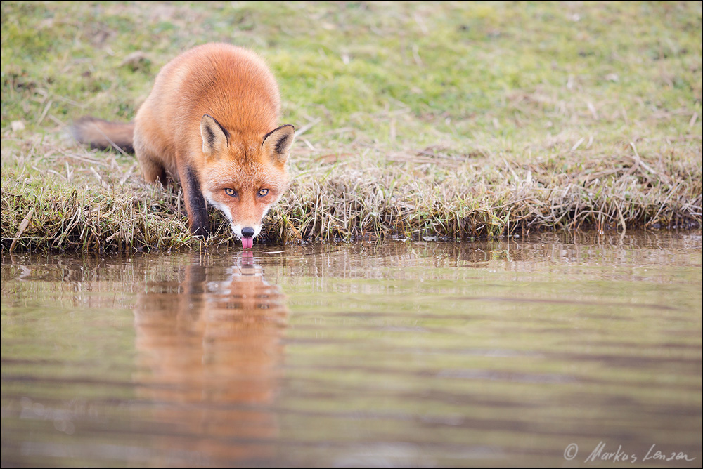 Rotfuchs beim Trinken