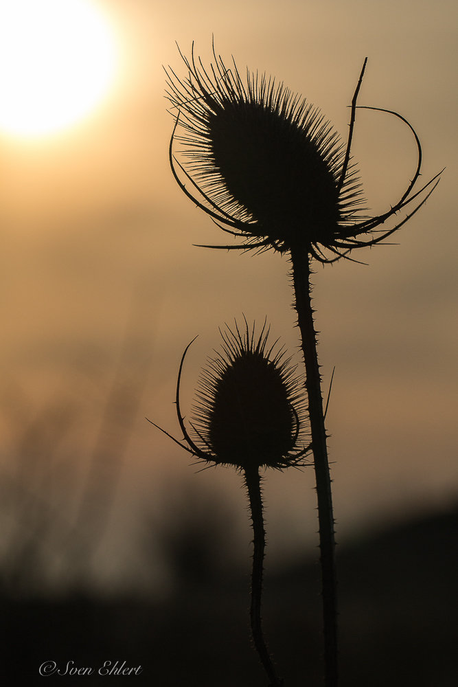 Wilde Karde im Sonnenaufgang