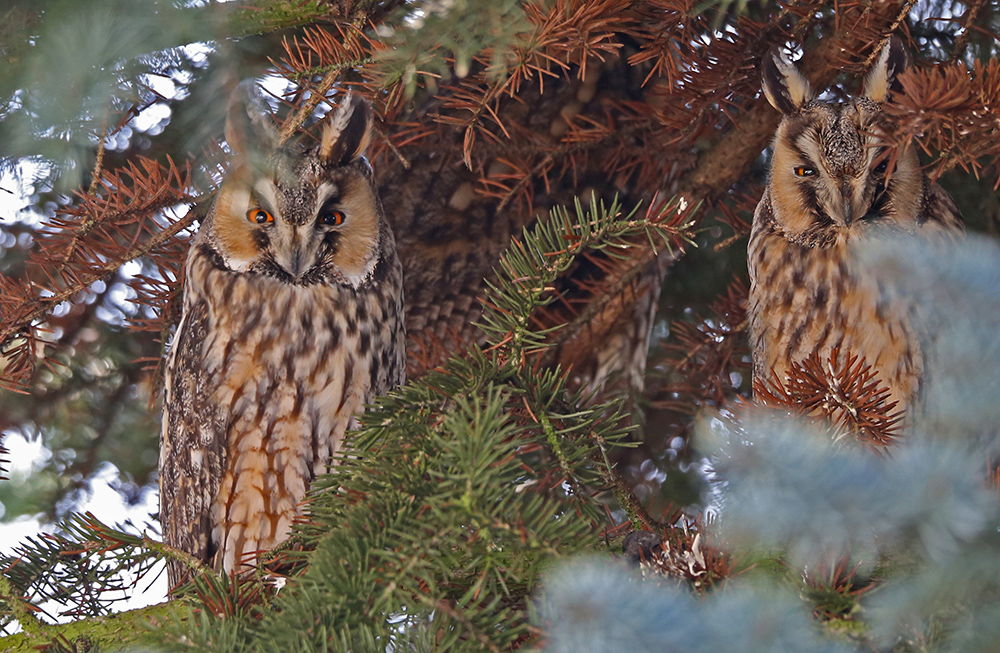 Waldohreule im Doppelpack