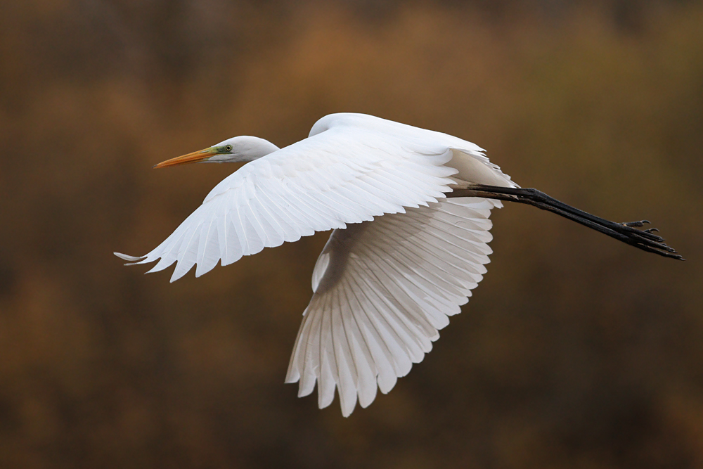 Silberreiher im Flug