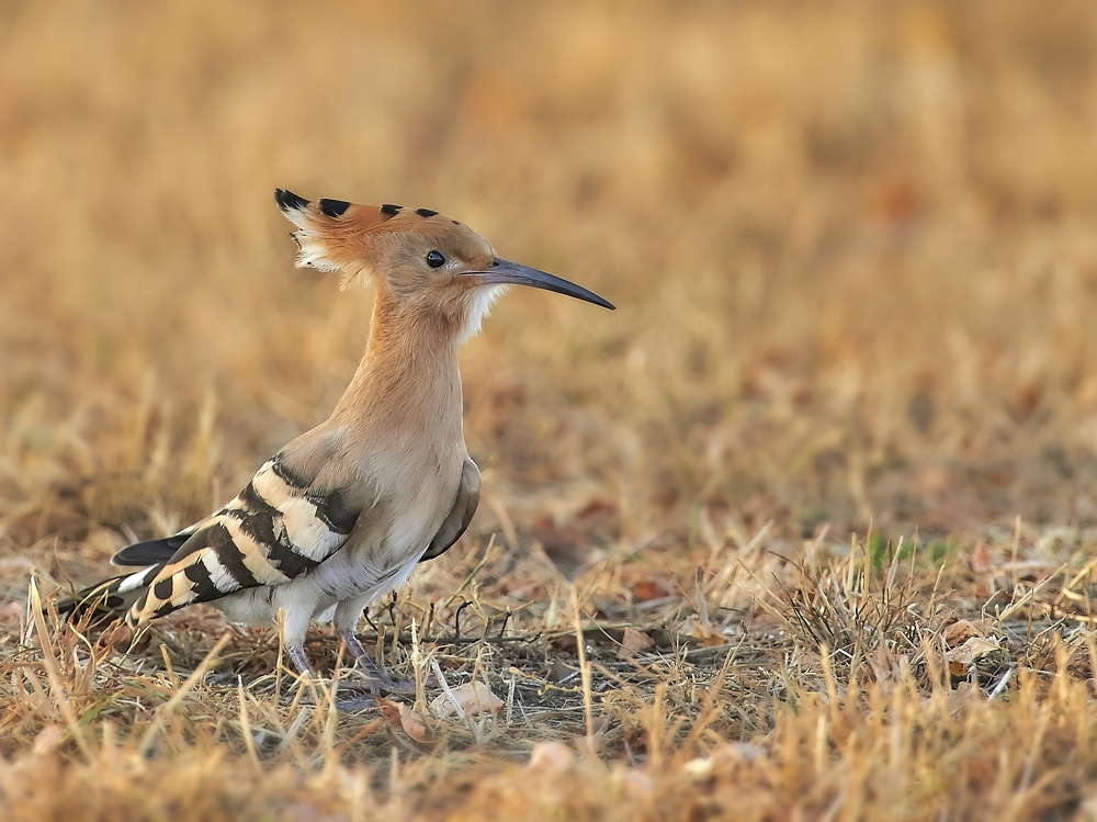 hup-hup-forum-f-r-naturfotografen