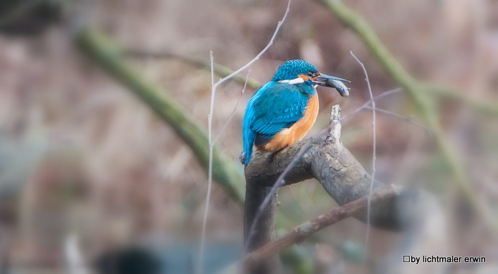 Eisvogel mit Beute