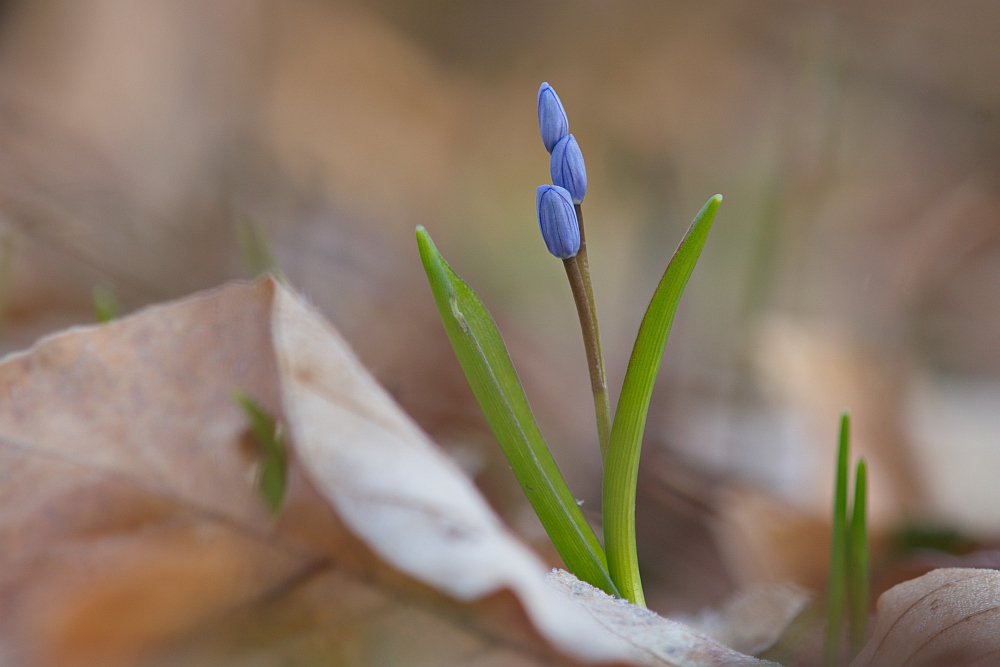 Erstes Frühlingsblau