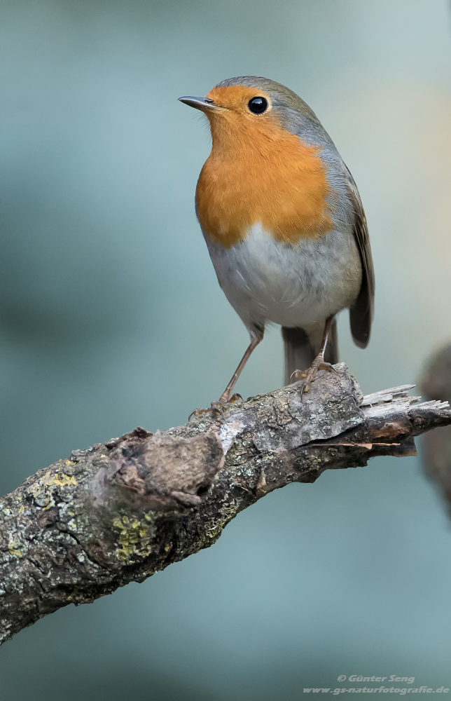 Red Robin