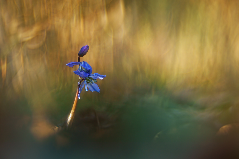 blaues Sternchen