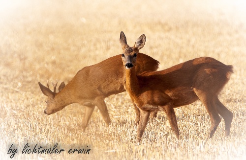 Rehe in der Flur