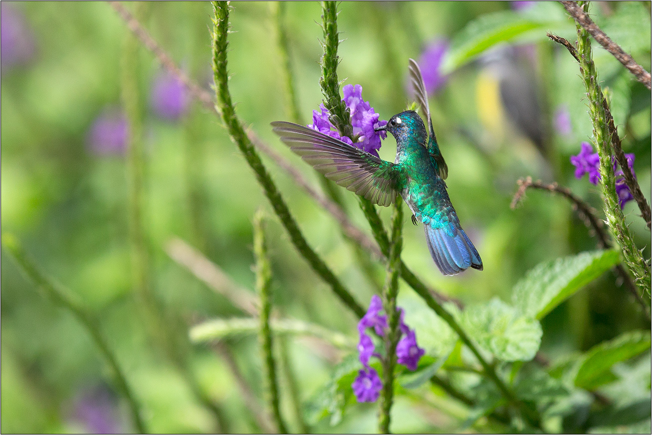 Violetdegenflügel