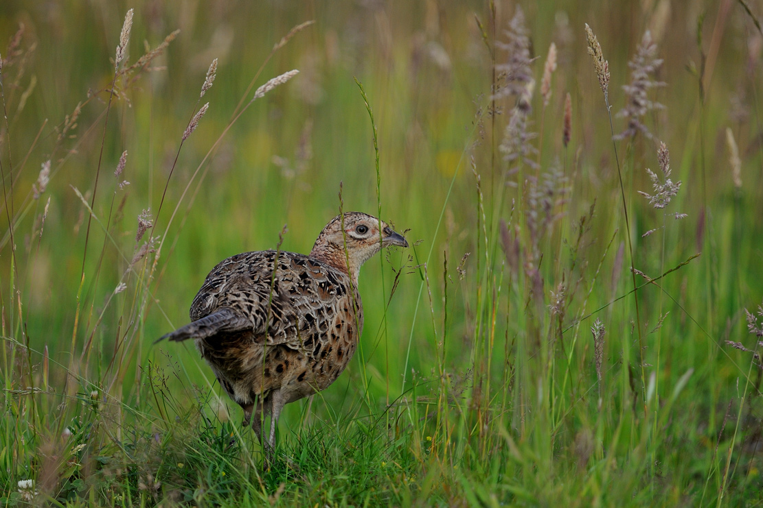 Fasanenhenne (phasianus colchicus)