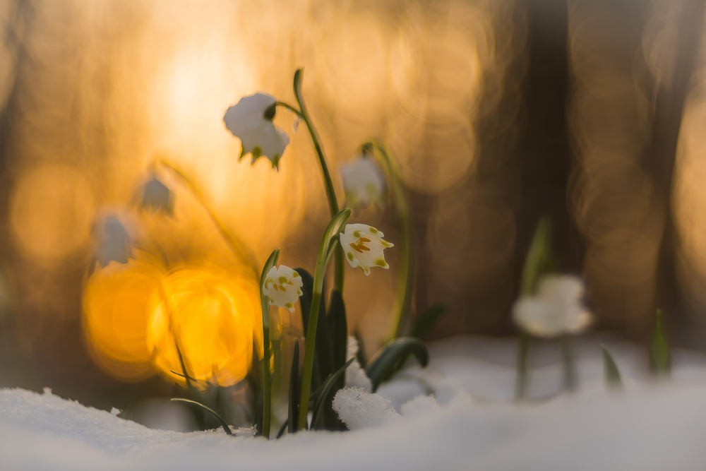 Märzenbecher im Schnee