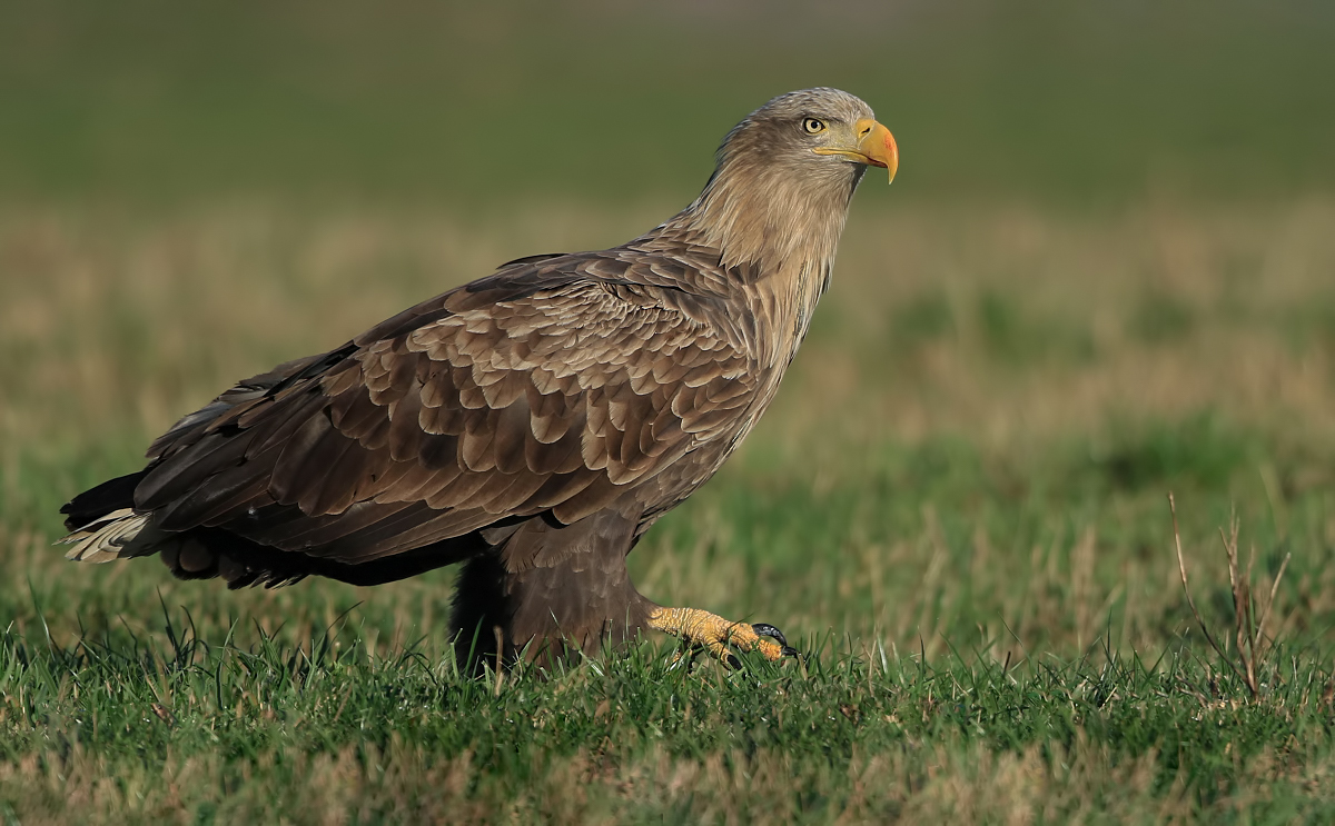 Seeadler sind gar nicht soooo gut zu Fuß!!