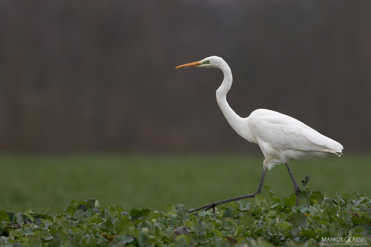 Winterstorch?