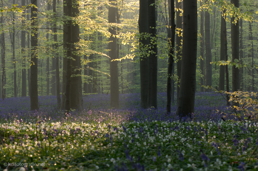 Hallerbos