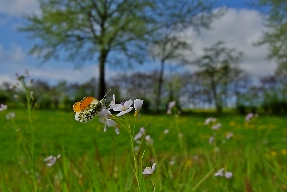 Warten auf den Frühling !