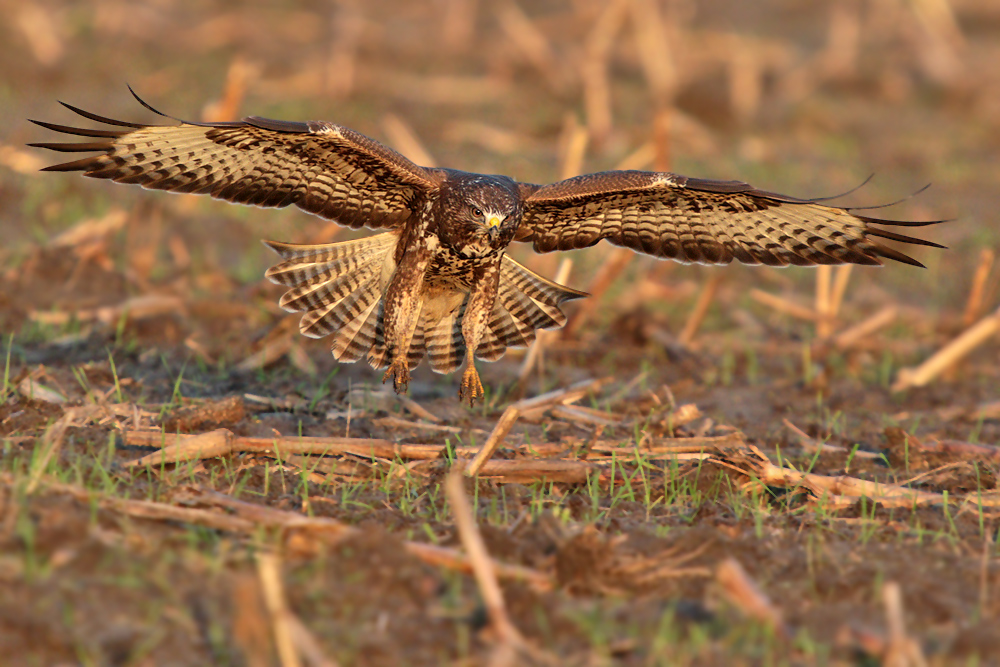 Mäusebussard im Anflug 2/3