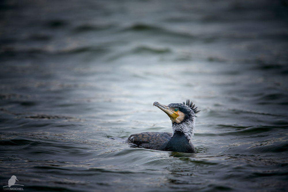 Kormoran (Phalacrocorax carbo)