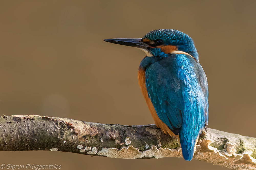 Eisvogel