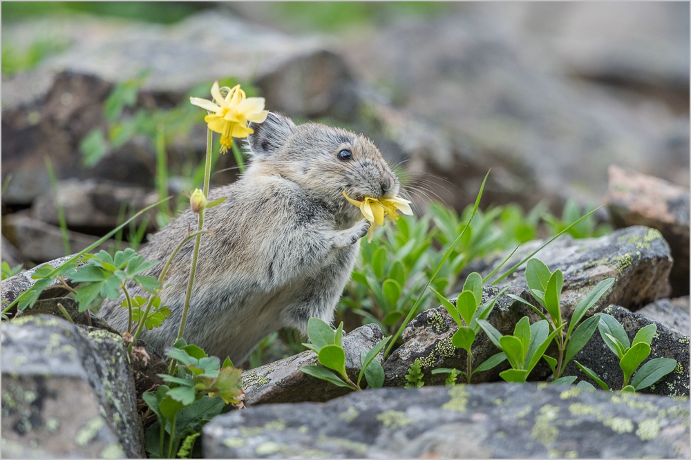 Pika