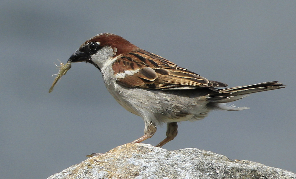 Sperling mit tierischer Beute