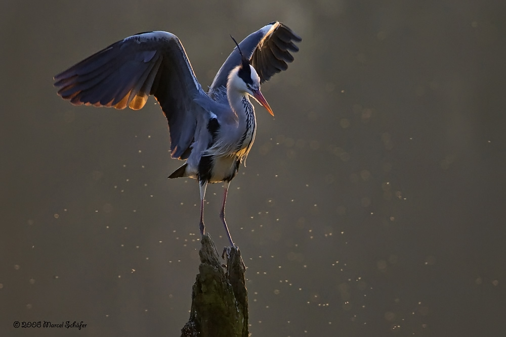 Graureiher (Ardea cinerea)