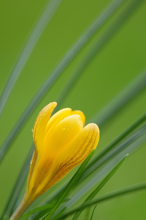Krokus