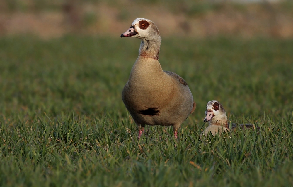 Nilganspaar (Alopochen aegyptiacus)