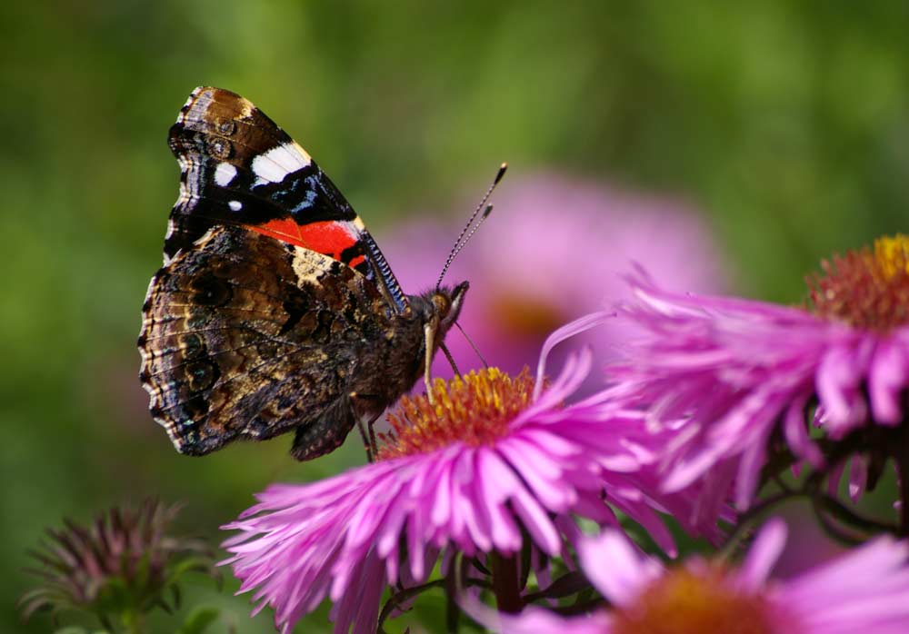 Schmetterling auf Blüte (Name unbekannt)