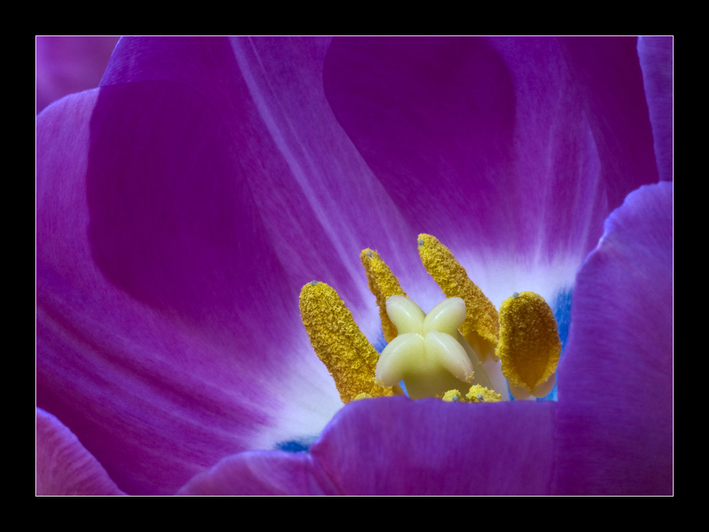 Tulpe-1