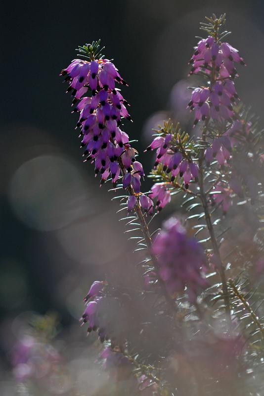 Winterheide