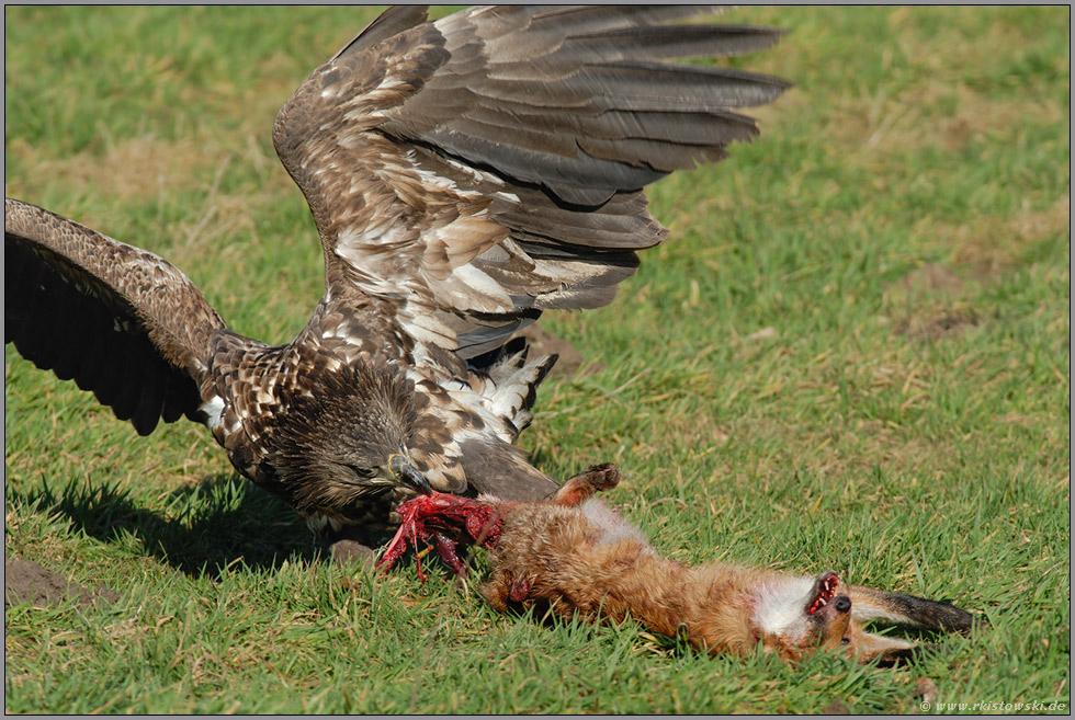 kraftvoll... Seeadler, juv. *Haliaeetus albicilla* (4)